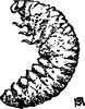 Fig. 37. The grape root-worm.