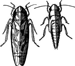 Fig. 42. The fifth and the mature stages of the grape
leaf-hopper. (Enlarged.)