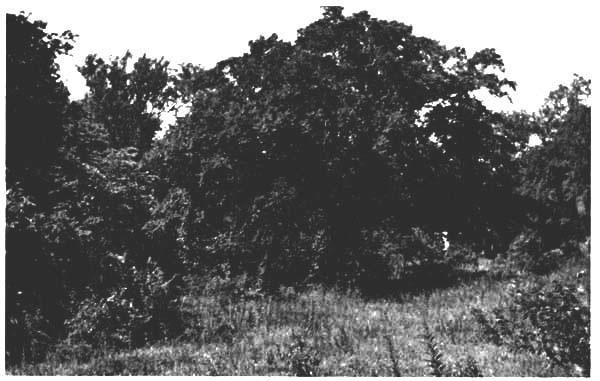 "House Field" viewed in summer
