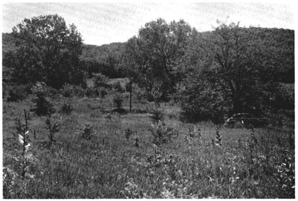 Summer aspect of the vegetation, on
July 14, 1955; same view as shown in Fig. 1.