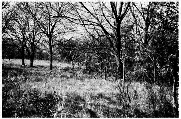 Condition of vegetation along woodland
border northeast of Reservation headquarters on December 3, 1954.