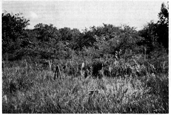 Condition of vegetation at edge of
"House Field" on July 14, 1955.