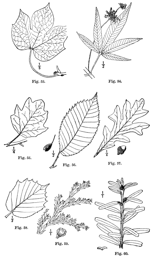 Fig. 53-60.
