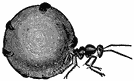 An ant with a large, spherical abdomen.