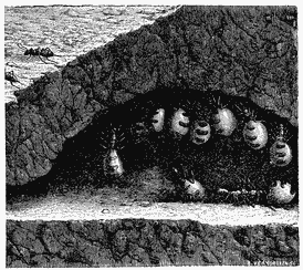 Several rounded ants in an underground burrow.