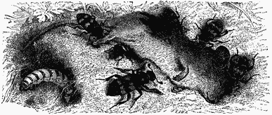 Insects surround a dead rat.