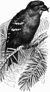 A dark bird with white bars on its wings sits on a fir branch.