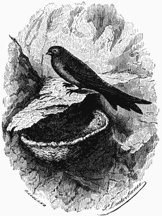 A dark bird sits on the edge of a cup-shaped nest.