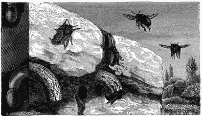 Several bees hover around a nest as described in the text.