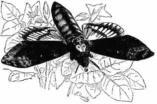 A large dark moth.