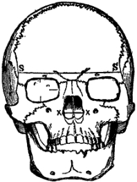Skull Formation