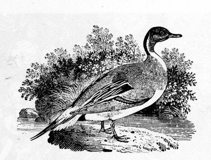 Figure 13.—"Pintail Duck" by Thomas Bewick
(actual size), from History of British birds, vol. 2,
1804. The detail opposite is enlarged three times.