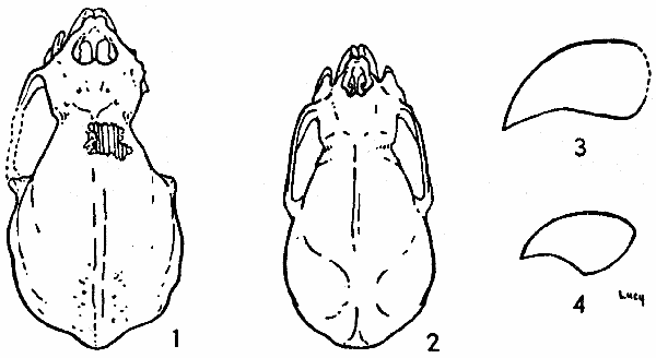 Figs. 1-4. Fig. 1. Dorsal view of holotype of Desmodus
stocki,  1-1/2. Fig. 2. Dorsal view of Desmodus rotundus murinus,
♂, KU 54969, La Mula, 13 mi. N Jaumave, Tamaulipas, 
1-1/2. Fig. 3. Lateral view of left upper incisor of D. stocki,
LACM (CIT) 2950,  2-1/2. Fig. 4. Lateral view of left upper
incisor of D. r. murinus, ♀, KU 54967, La Mula, 13 mi. N Jaumave,
Tamaulipas,  2-1/2.