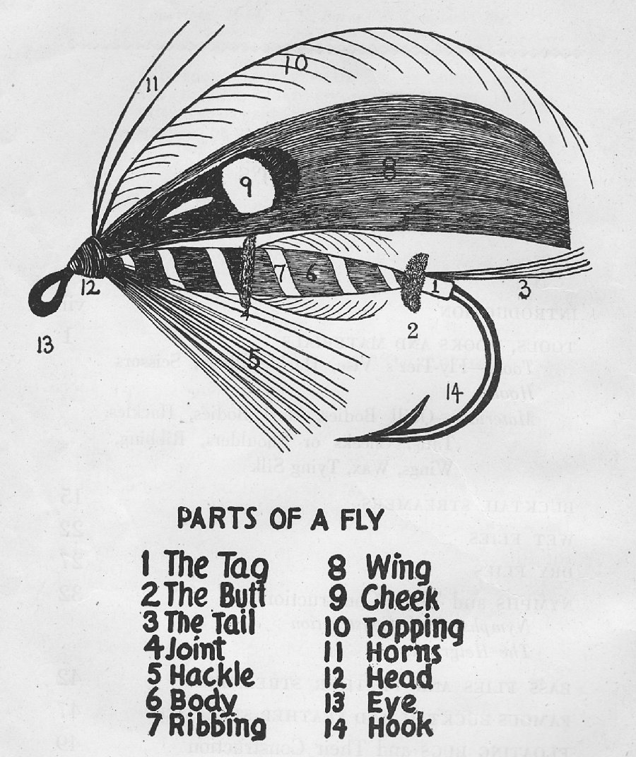 Diagram 1. Page sized drawing of parts of a fly.