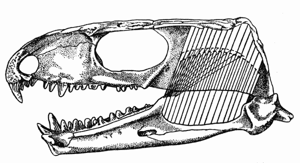 Fig. 1. Captorhinus. Internal aspect of skull, showing
masseter, medial adductor, and temporal muscles. Unnumbered
specimen, coll. of Robert F. Clarke. Richard's Spur, Oklahoma.  2.