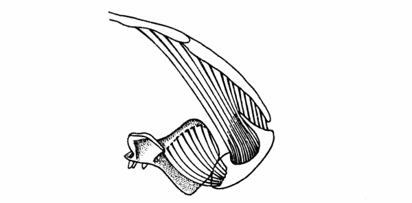 Fig. 3. Captorhinus.
Cross-section of right half of skull immediately behind the pterygoid flange,
showing masseter, temporal, and anterior pterygoid muscles. Same specimen
shown in Fig. 1.  2.
