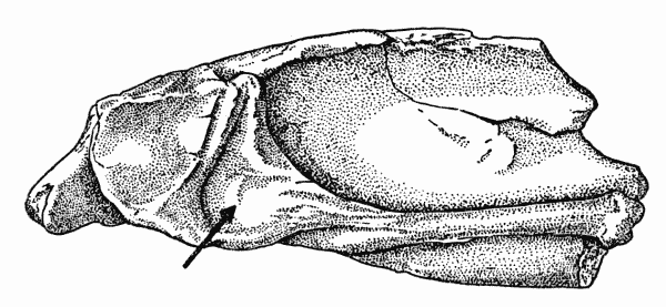 Fig. 4. Captorhinus. Internal aspect of left mandibular
fragment, showing insertion of posterior pterygoid muscle.
KU 8963, Richard's Spur, Oklahoma.  2.8.