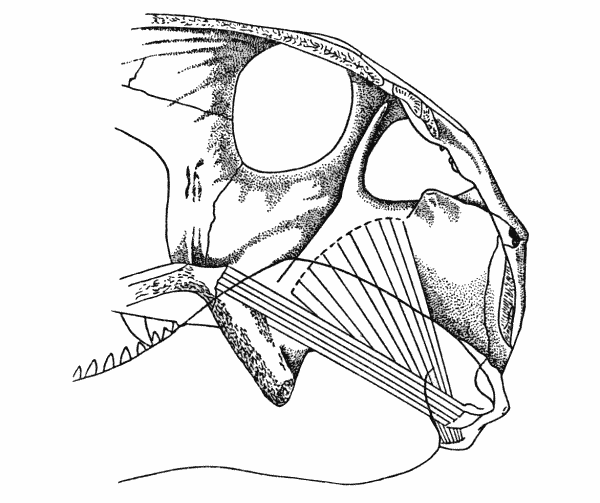 Fig. 6. Dimetrodon. Internal aspect of
right cheek, showing anterior and posterior
pterygoid muscles. Skull modified from
Romer and Price (1940). Approx.  1/4.