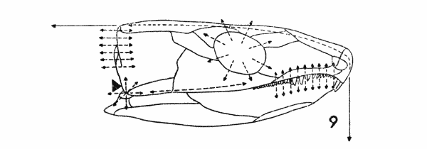 Fig. 9. Captorhinus. Diagram, showing
some hypothetical lines of stress. Approx.  1.