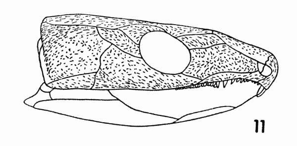 Fig. 11. Captorhinus. Diagram,
showing orientation of sculpture. Approx.  1.