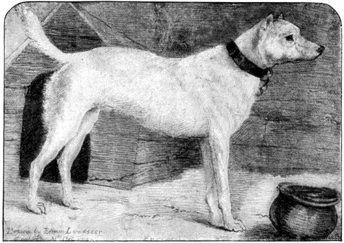 "RACKET."

From the Drawing by Sir Edwin Landseer.
