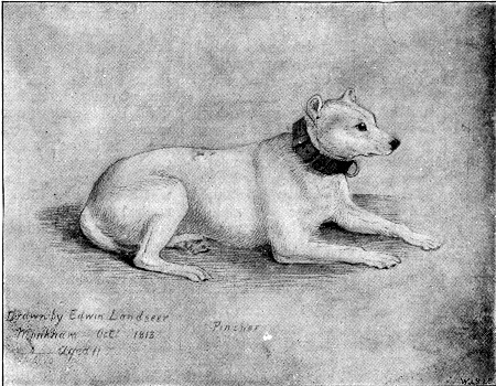 "PINCHER."

From the Drawing by Sir Edwin Landseer.