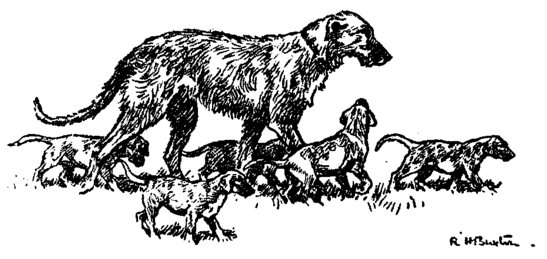 wolfhound walking with puppies