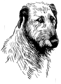 wolfhound head
