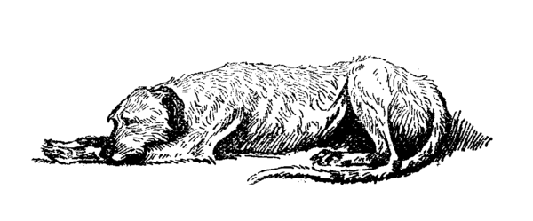 wolfhound lying down