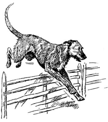 wolfhound jumping gate