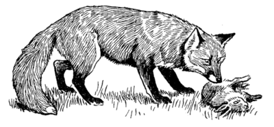 fox sniffing dead rabbit
