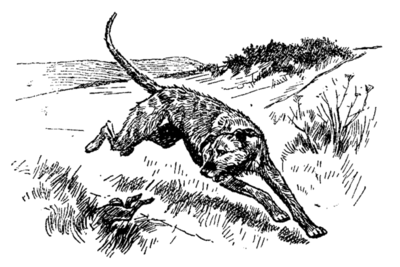 wolfhound chasing rabbit into burrow