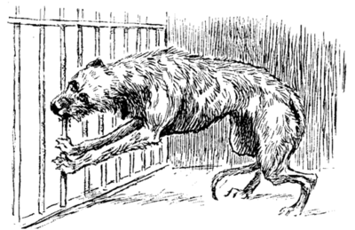 wolfhound gnawing bars of cage