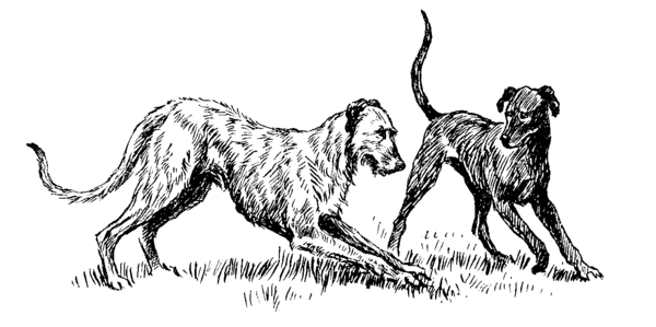 wolfhound playbowing to kangaroo hound
