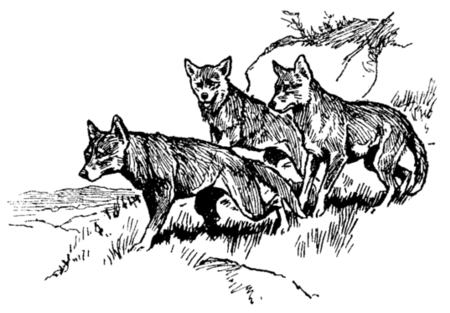 three curious dingoes