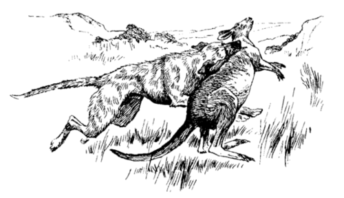 wolfhound bringing down kangaroo