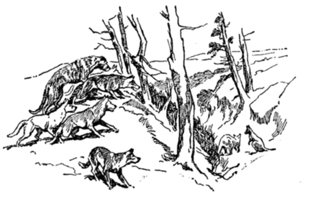 wolfhound and dingoes stalking kangaroos