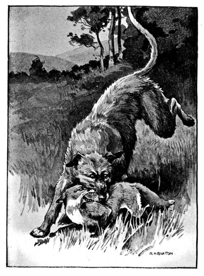 wolfhound attacking fox