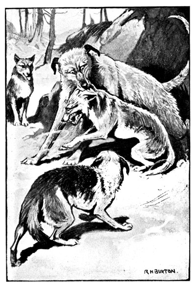 wolfhound fighting dingoes