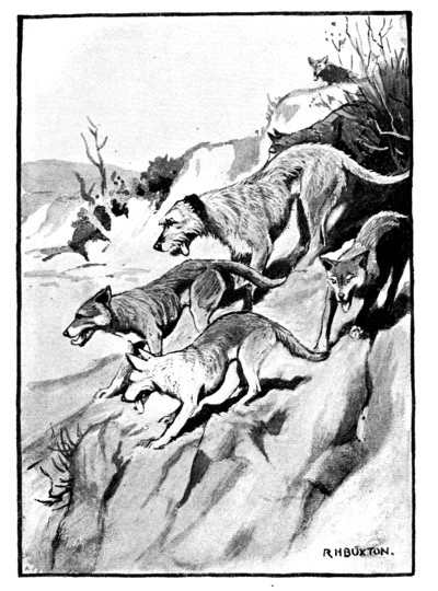 wolfhound and dingoes sliding down a bank