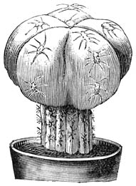 Fig. 36. Veredelde Echinocactus denundatus.