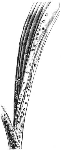 Fig. 55. Jong Palmenblad, door schildluizen aangetast.