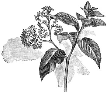 Fig. 72. Heliotropium peruvianum.