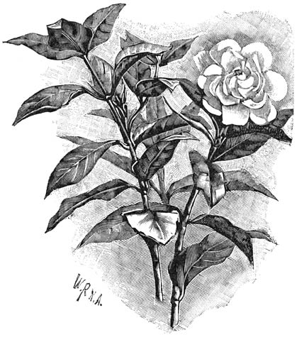 Fig. 92. Gevuldbloemige Gardenia florida.