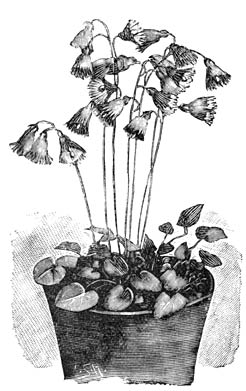 Fig. 104. Soldanella alpina.