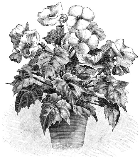 Fig. 112. Enkelbloemige Knolbegonia.
