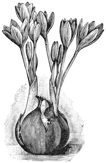 Fig. 118. Colchicum autumnale.