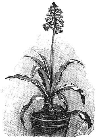 Fig. 129. Veltheimia viridifolia.