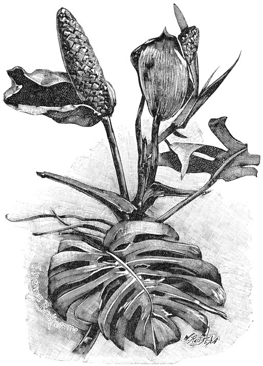 Fig. 134. Bloemen eener Monstera.