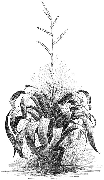 Fig. 138. Vriesea Saundersii.